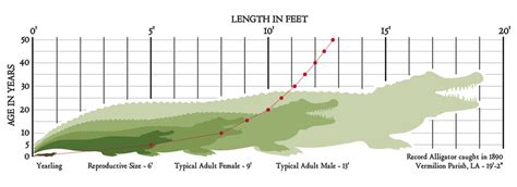 american alligator size chart|alligator size chart by age.